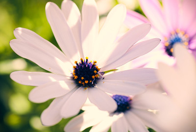 雏菊花