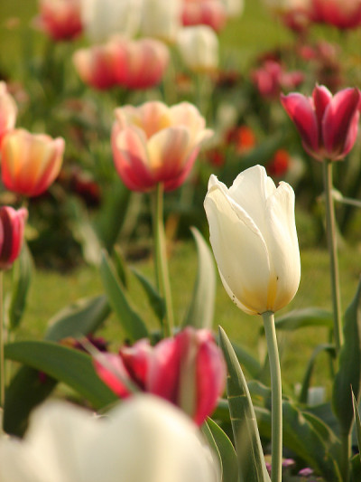 公园里的郁金香花