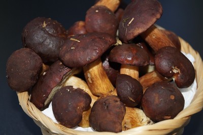 新鲜Waldpilze