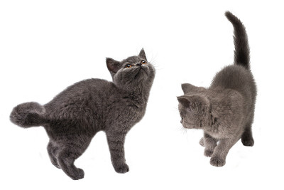 英国短毛小猫看着孤立的白色
