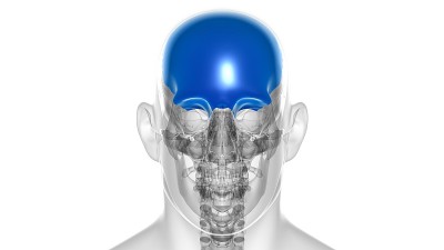 人体骨骼、颅骨、额骨解剖学的医学概念
