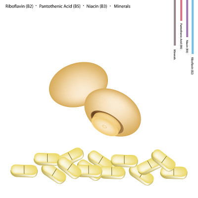 栗子菇含有维生素B2、B5和B3