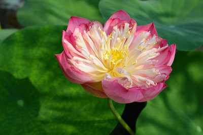 靠近莲花