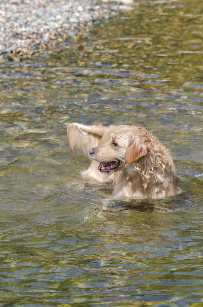 金毛猎犬在水中快速奔跑