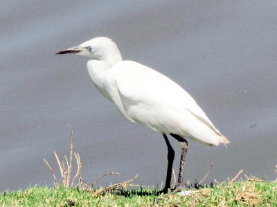 Ramat Gan Park Heron 2011