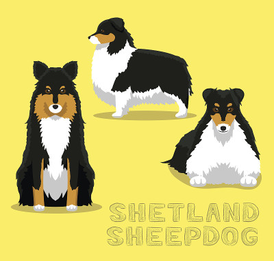 狗设得兰牧羊犬卡通矢量插图