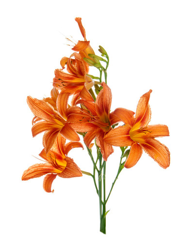 白色背景上的百合花束