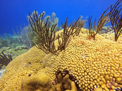 博内尔内衣裤、暗礁和海洋生物