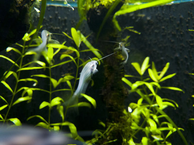 水生植物和透明的鱼