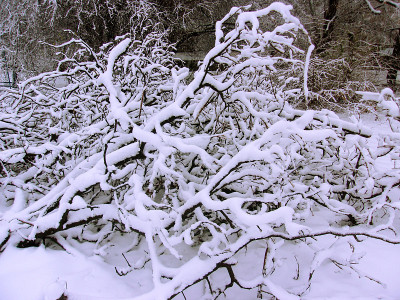 一堆结霜的雪后梓树枝
