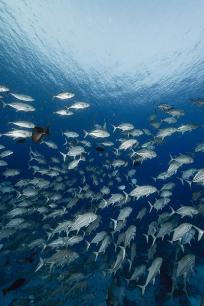 School of Bigeye trevally