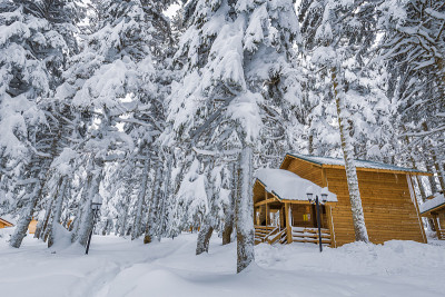 Snowy forest
