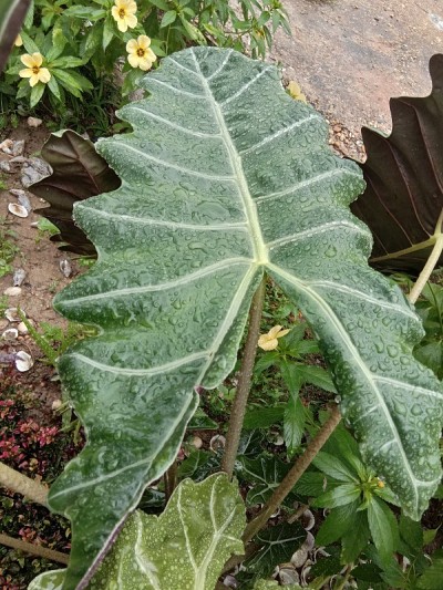 雨后叶子