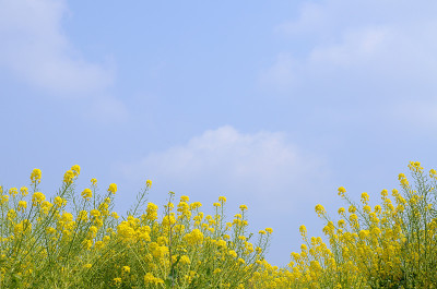 油菜的花蕾