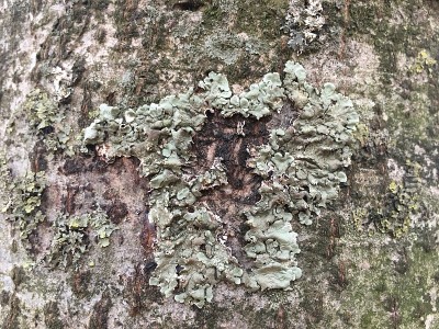 灰酱——树皮和地衣