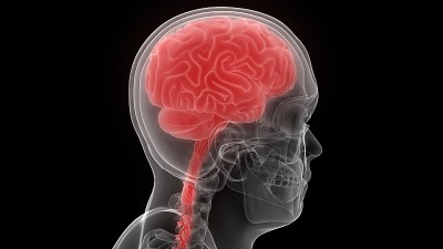 神经系统解剖x射线三维绘制人体内部器官大脑