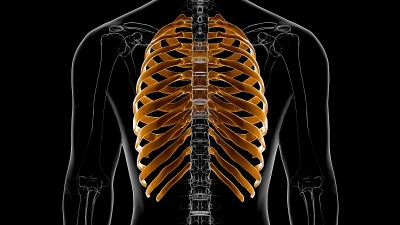 人体骨骼解剖肋骨笼3D渲染