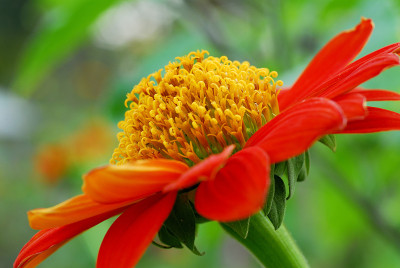 Zinnia