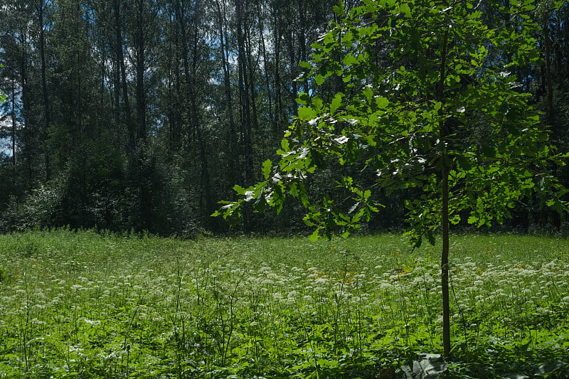 夏季森林背景。绿色植物和树叶