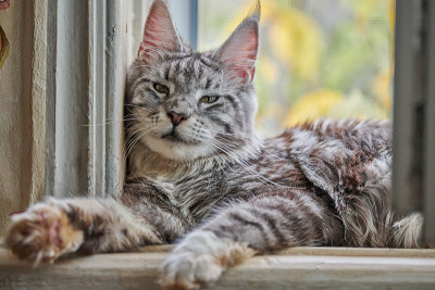 一只缅因猫坐在猫屋上