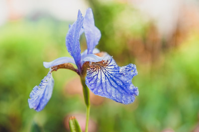 花园鸢尾的花和茎。