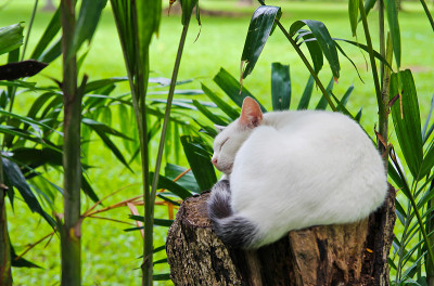 猫睡觉
