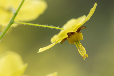 淫羊藿'硫'花的细节