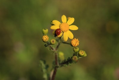 黄色的菊花,瓢虫