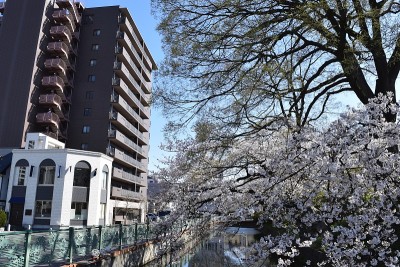 日本群马县高崎市的樱花