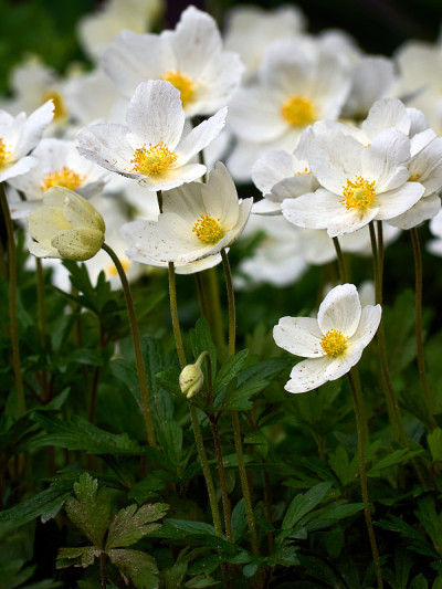 白色的银莲花。