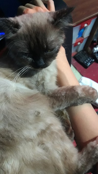 猫拥抱手