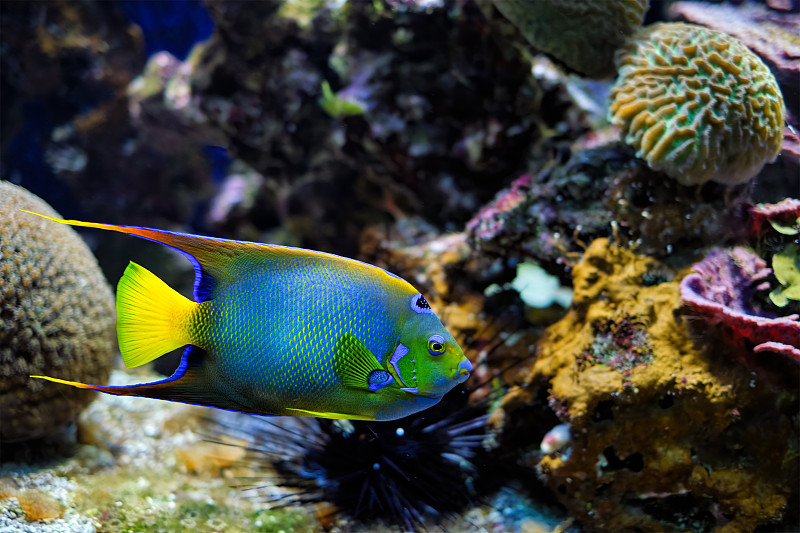 皇后神仙鱼Holacanthus ciliaris，又称蓝色神仙鱼、金色神仙鱼或黄色神仙鱼水下