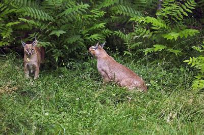 野猫，野猫，成年野猫站在草地上