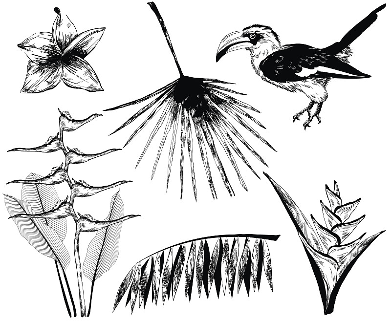 热带元素的设计(巨嘴鸟和植物)