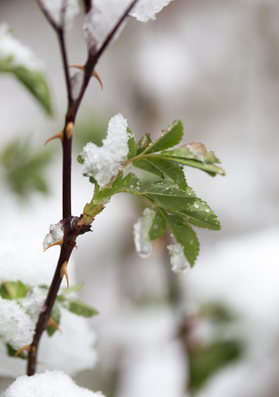 春天树叶上的雪