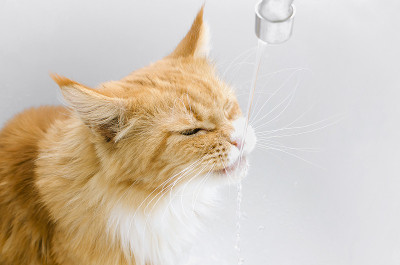 家猫喝水，特写镜头。