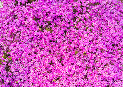 红色的花。