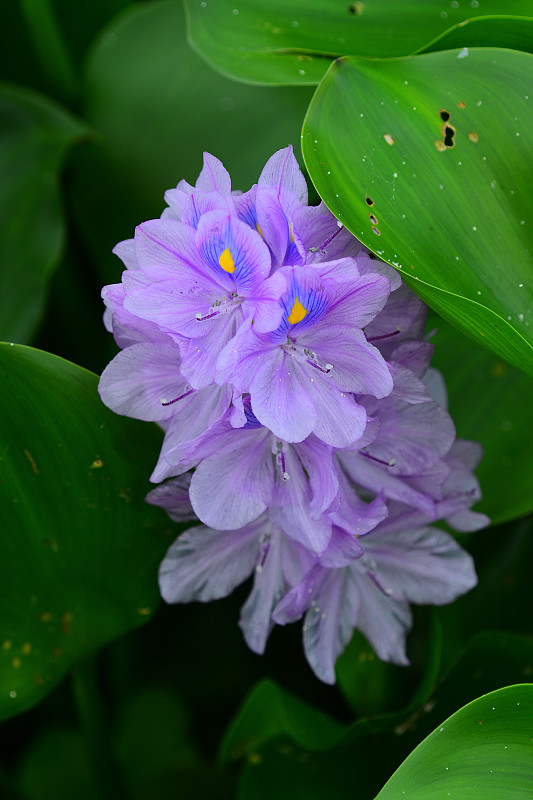 水葫芦的花和叶