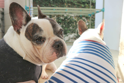 法国斗牛犬，不知道法国斗牛犬