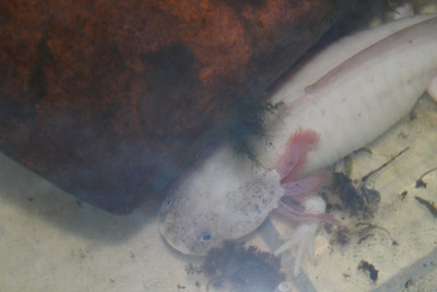axolotl
