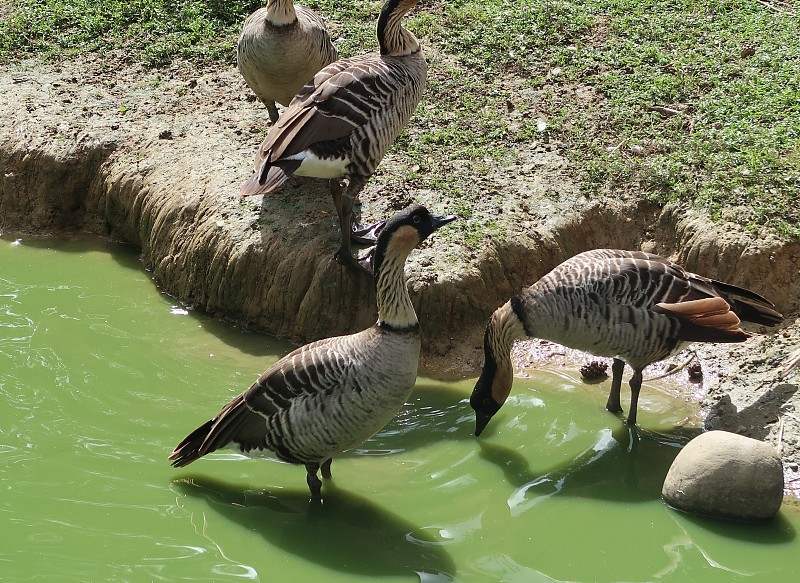 Nene (Branta sandvicensis)，也被称为nēnē和夏威夷鹅