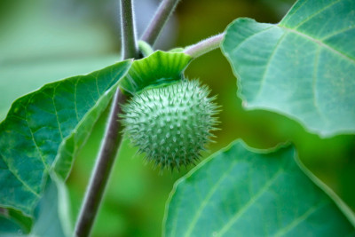 Jimson weed (Datura innoxia)