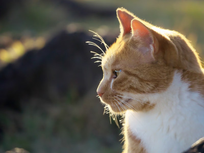 野猫