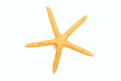 海星孤立