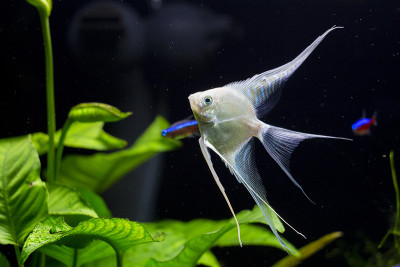 淡水种植鱼缸银色神仙鱼
