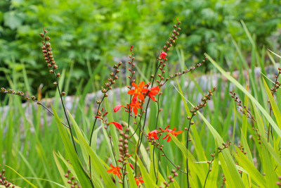大自然中美丽的Crocosmia花
