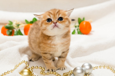 小猫和圣诞玩具