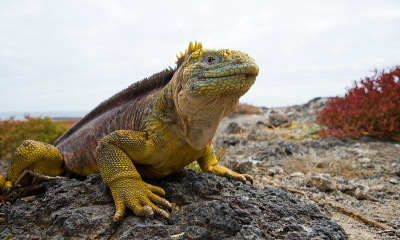 The land iguana sitting on the rocks.
