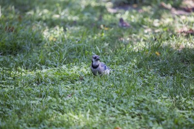 蓝鸟 (Cyanocitta cristata cristata)