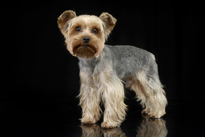 这是一只可爱的约克郡犬